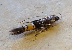 Cosmopterix attenuatella 345907269 by Tony Steer. Used under a CC BY-SA 4.0 license.