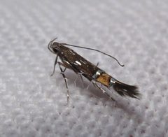 Cosmopterix pulchrimella 1 by Jacy Lucier. Used under a CC BY-SA 4.0 license.
