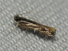 Eralea albalineella by Sam Kieschnick. Used under a CC BY 4.0 license.