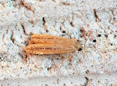 Limnaecia phragmitella - Flickr - Bennyboymothman by Ben Sale from UK. Used under a CC BY 2.0 license.