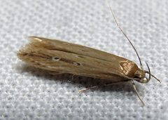 Limnaecia phragmitella 1 by Jacy Lucier. Used under a CC BY-SA 4.0 license.