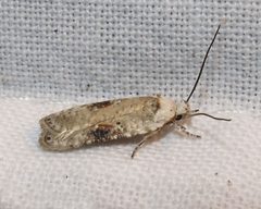 Agonopterix alstroemeriana 1 by Jacy Lucier. Used under a CC BY-SA 4.0 license.