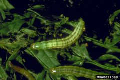 Agonopterix alstroemeriana caterpillar by Eric Coombs, Oregon Department of Agriculture, United States. Used under a CC BY 3.0 us license.