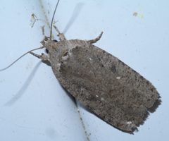Agonopterix argillacea P1570803a by 
xpda. Used under a CC BY-SA 4.0 license.