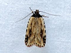 Agonopterix atrodorsella by Susan Blayney. Used under a CC BY 4.0 license.