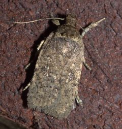 Agonopterix clemensella P1020254b by 
xpda. Used under a CC BY-SA 4.0 license.