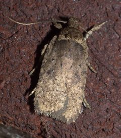 Agonopterix clemensella P1020255a by 
xpda. Used under a CC BY-SA 4.0 license.
