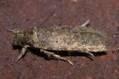 Agonopterix clemensella P1020256a by 
xpda. Used under a CC BY-SA 4.0 license.
