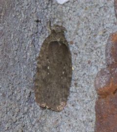 Agonopterix clemensella P1650954b by 
xpda. Used under a CC BY-SA 4.0 license.