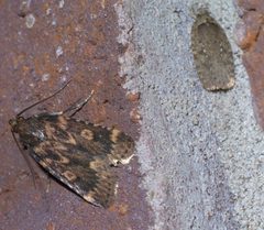 Agonopterix clemensella P1650956a by 
xpda. Used under a CC BY-SA 4.0 license.