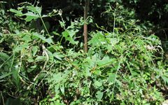 Agonopterix pteleae damage by Jacy Lucier. Used under a CC BY-SA 4.0 license.