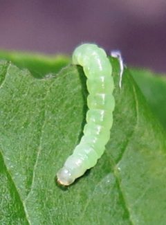Agonopterix pteleae larva by Jacy Lucier. Used under a CC BY-SA 4.0 license.