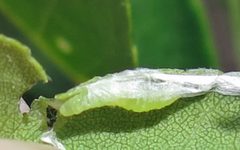 Agonopterix pteleae larva in leafroll by Jacy Lucier. Used under a CC BY-SA 4.0 license.