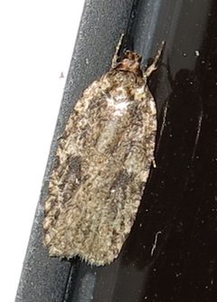Agonopterix pulvipennella by Jacy Lucier. Used under a CC BY-SA 4.0 license.