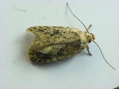 Agonopterix senicionella adult by Beatriz Moisset. Used under a CC BY-SA 4.0 license.