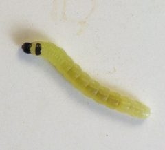 Agonopterix senicionella caterpillar by Beatriz Moisset. Used under a CC BY-SA 4.0 license.