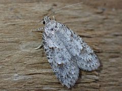 Bibarrambla allenella by Claire Moxon-Waltz. Used under a CC BY 4.0 license.