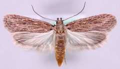 Depressaria daucella by Marko Mutanen, University of Oulu. Used under a Public domain license.