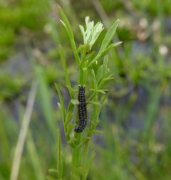 Depressaria daucella on Oenanthe fistulosa by Alex Lockton. Used under a CC BY-SA 4.0 license.