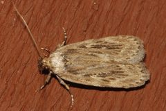 Depressaria radiella 02 by CBG Photography Group, Centre for Biodiversity Genomics. Used under a CC0 license.