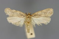 Depressaria radiella M by Michael Kurz. Used under a CC BY-SA 3.0 at license.