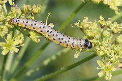 Depressaria radiella larva by Tarmo Lampinen. Used under a Copyrighted free use license.