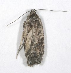 Exaeretia ciniflonella by M. Virtala. Used under a Copyrighted free use license.
