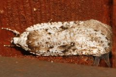Exaeretia ciniflonella 01 by CBG Photography Group, Centre for Biodiversity Genomics. Used under a CC0 license.