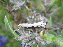Ethmia bipunctella-Wiki by Svdmolen. Used under a CC BY 2.5 license.