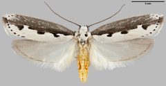 Ethmia bipunctella m by Pekka Malinen, Luomus. Used under a CC BY-SA 4.0 license.