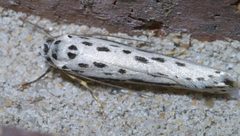 Ethmia zelleriella P1380356a by 
xpda. Used under a CC BY-SA 4.0 license.