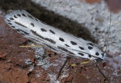 Ethmia zelleriella P1590005a by 
xpda. Used under a CC BY-SA 4.0 license.