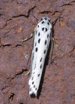 Ethmia zelleriella P1590035a by 
xpda. Used under a CC BY-SA 4.0 license.