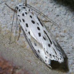 Ethmia zelleriella P1590348a by 
xpda. Used under a CC BY-SA 4.0 license.
