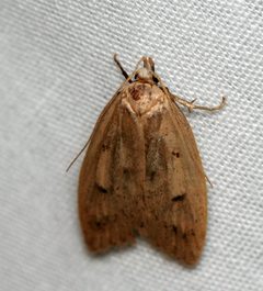 Machimia tentoriferella by cyanocorax. Used under a CC BY-SA 2.0 license.