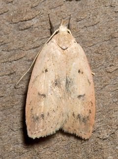 Machimia tentoriferella1 by Mike Boone. Used under a CC BY-SA 2.5 license.