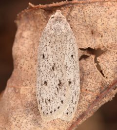 Pseuderotis obiterella imported from iNaturalist photo 59599074 on 28 October 2023 by (c) skitterbug, some rights reserved (CC BY). Used under a CC BY 4.0 license.