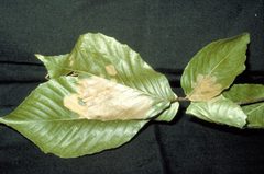 Psilocorsis cryptolechiella damage by Eric R. Day. Used under a CC BY 3.0 us license.