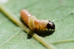 Psilocorsis cryptolechiella with parasite by Photograph created by Keegan Morrison (Keegstr on en.wikipedia) using a Nikon D90 with the Nikkor 105mm f/2.8 Macro lens.. Used under a CC BY-SA 3.0 license.