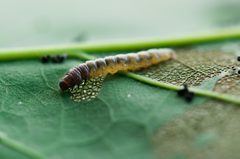 Psilocorsis quercicella Larva by Photograph created by Keegan Morrison (Keegstr on en.wikipedia) using a Nikon D90 with the Nikkor 105mm f/2.8 Macro lens.. Used under a CC BY-SA 3.0 license.