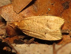 Dotted Leaftier Moth - Flickr - treegrow by Katja Schulz from Washington, D. C., USA. Used under a CC BY 2.0 license.