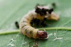 Psilocorsis reflexella Larva by Photograph created by Keegan Morrison (Keegstr on en.wikipedia) using a Nikon D90 with the Nikkor 105mm f/2.8 Macro lens.. Used under a CC BY-SA 3.0 license.