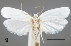 Antaeotricha albulella female by Hayden JE, Dickel TS. Used under a CC BY 3.0 license.
