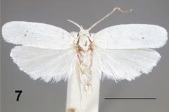 Antaeotricha albulella male by Hayden JE, Dickel TS. Used under a CC BY 3.0 license.