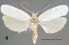 Antaeotricha floridella female by Hayden JE, Dickel TS. Used under a CC BY 3.0 license.