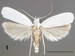 Antaeotricha floridella male by Hayden JE, Dickel TS. Used under a CC BY 3.0 license.
