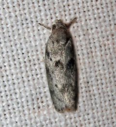 Antaeotricha humilis by Jacy Lucier. Used under a CC BY-SA 4.0 license.