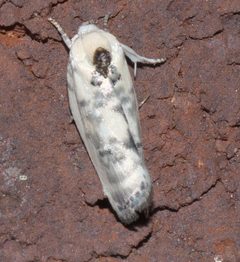 Antaeotricha leucillana P1220617a by 
xpda. Used under a CC BY-SA 4.0 license.