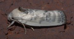 Antaeotricha leucillana P1220618a by 
xpda. Used under a CC BY-SA 4.0 license.