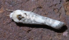 Antaeotricha leucillana P1380675a by 
xpda. Used under a CC BY-SA 4.0 license.